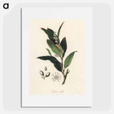 アートポスター-Bay Laurel Illustration
 - 薬用植物学 Poster.