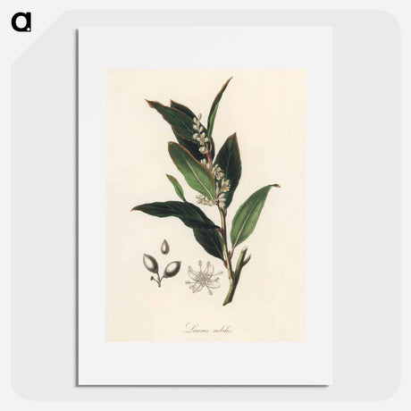 アートポスター-Bay Laurel Illustration
 - 薬用植物学 Poster.
