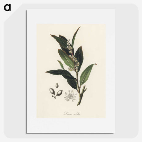 1-45_Medical-Botany_picture