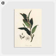 アートポストカード-Bay Laurel Illustration
 - 薬用植物学 Postcard.