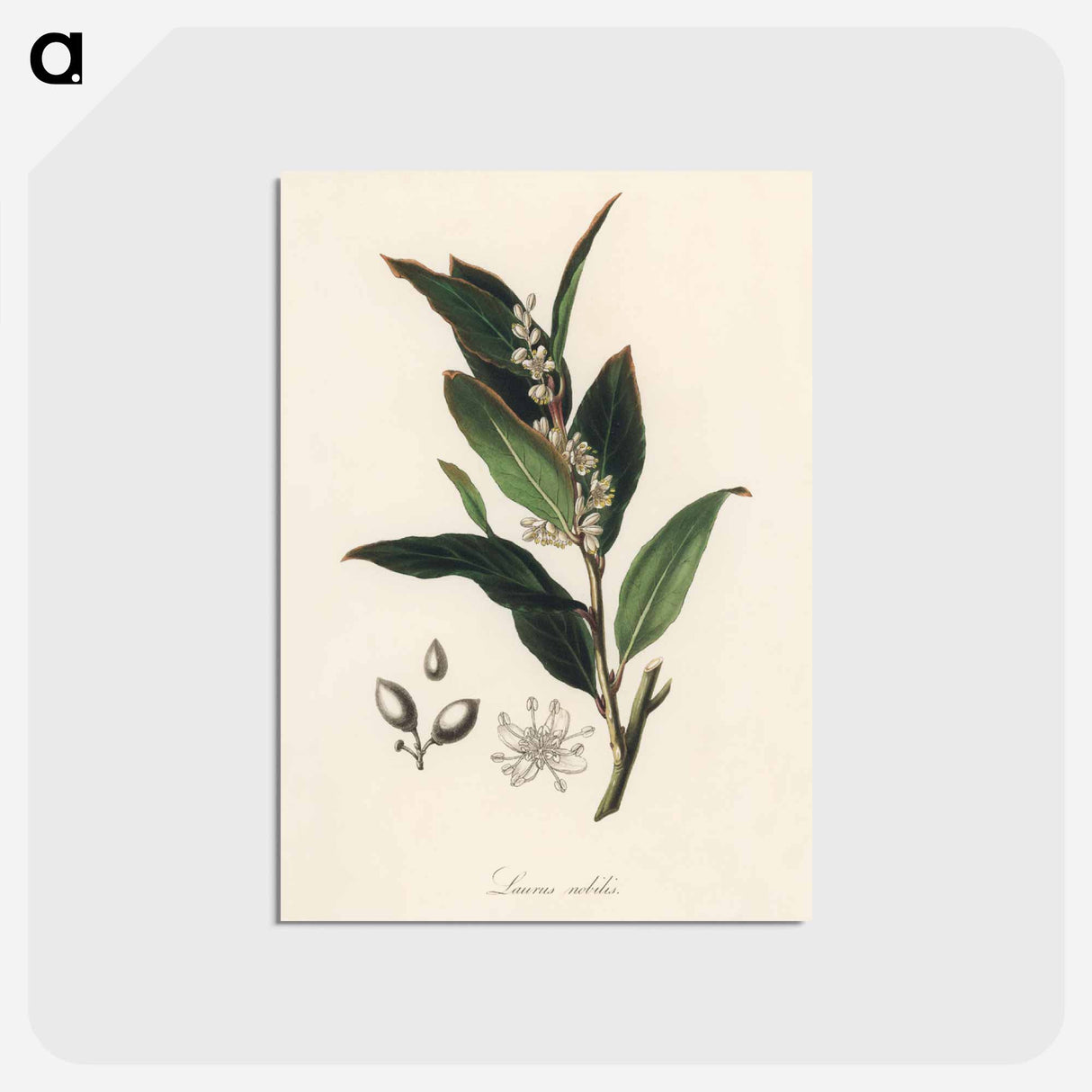 アートポストカード-Bay Laurel Illustration
 - 薬用植物学 Postcard.