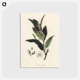 アートポストカード-Bay Laurel Illustration
 - 薬用植物学 Postcard.