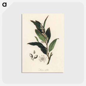 アートポストカード-Bay Laurel Illustration
 - 薬用植物学 Postcard.