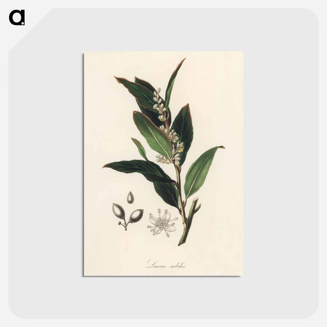 アートポストカード-Bay Laurel Illustration
 - 薬用植物学 Postcard.