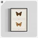 1-45_Moths-and-Butterflies-of-the-United-States_blk-crop
