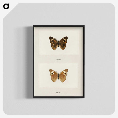 1-45_Moths-and-Butterflies-of-the-United-States_blk-crop