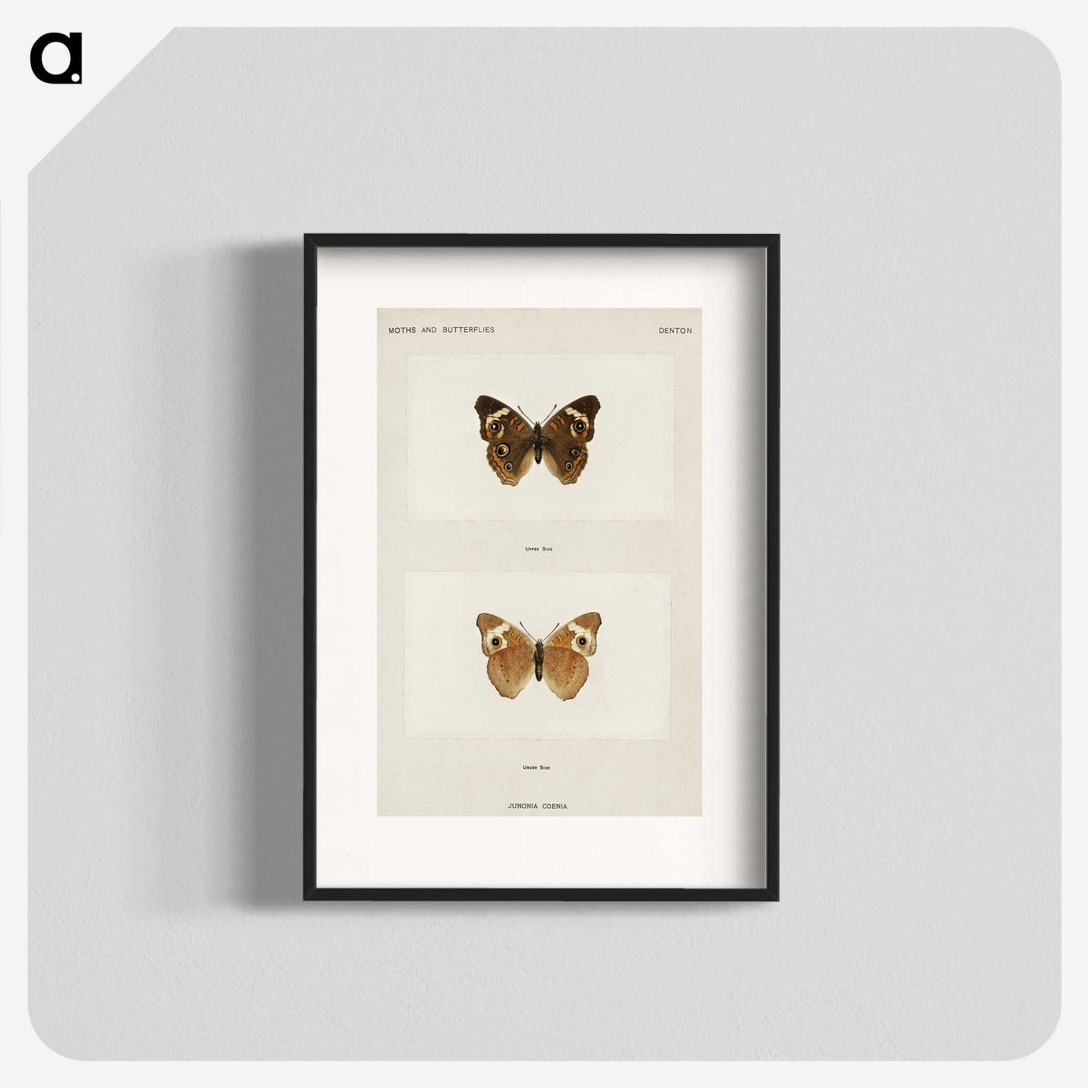1-45_Moths-and-Butterflies-of-the-United-States_blk