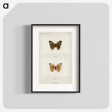 1-45_Moths-and-Butterflies-of-the-United-States_blk