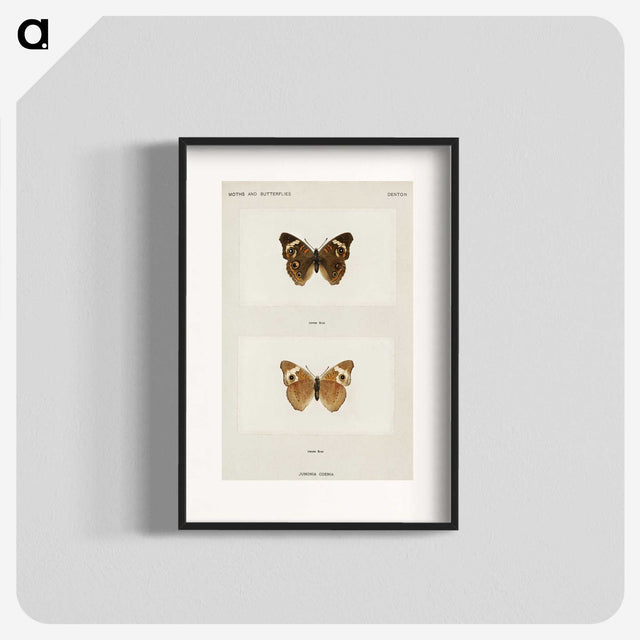 1-45_Moths-and-Butterflies-of-the-United-States_blk