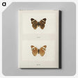 1-45_Moths-and-Butterflies-of-the-United-States_canvas