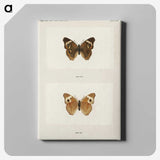 1-45_Moths-and-Butterflies-of-the-United-States_canvas