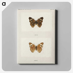 1-45_Moths-and-Butterflies-of-the-United-States_canvas