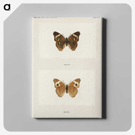 1-45_Moths-and-Butterflies-of-the-United-States_canvas