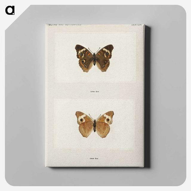 1-45_Moths-and-Butterflies-of-the-United-States_canvas