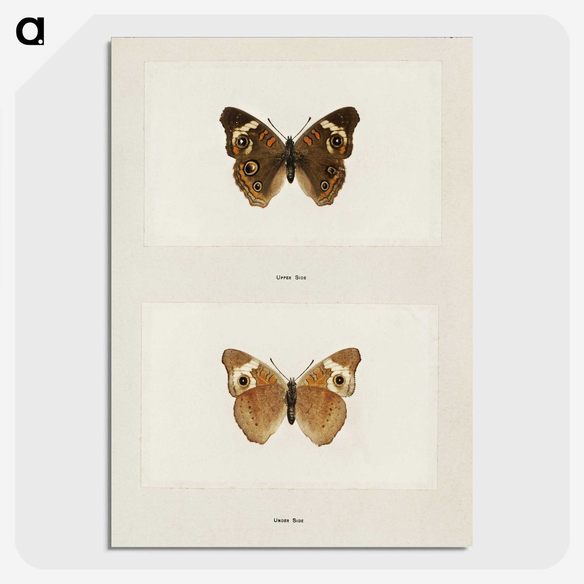 1-45_Moths-and-Butterflies-of-the-United-States_picture-crop