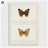 1-45_Moths-and-Butterflies-of-the-United-States_picture-crop