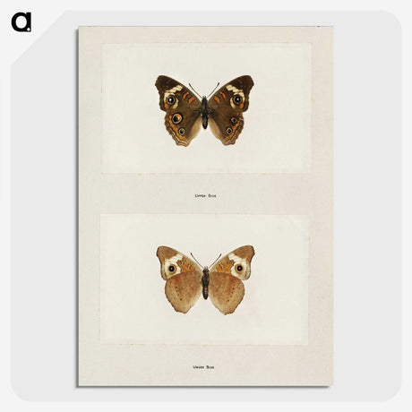 1-45_Moths-and-Butterflies-of-the-United-States_picture-crop