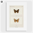 1-45_Moths-and-Butterflies-of-the-United-States_picture