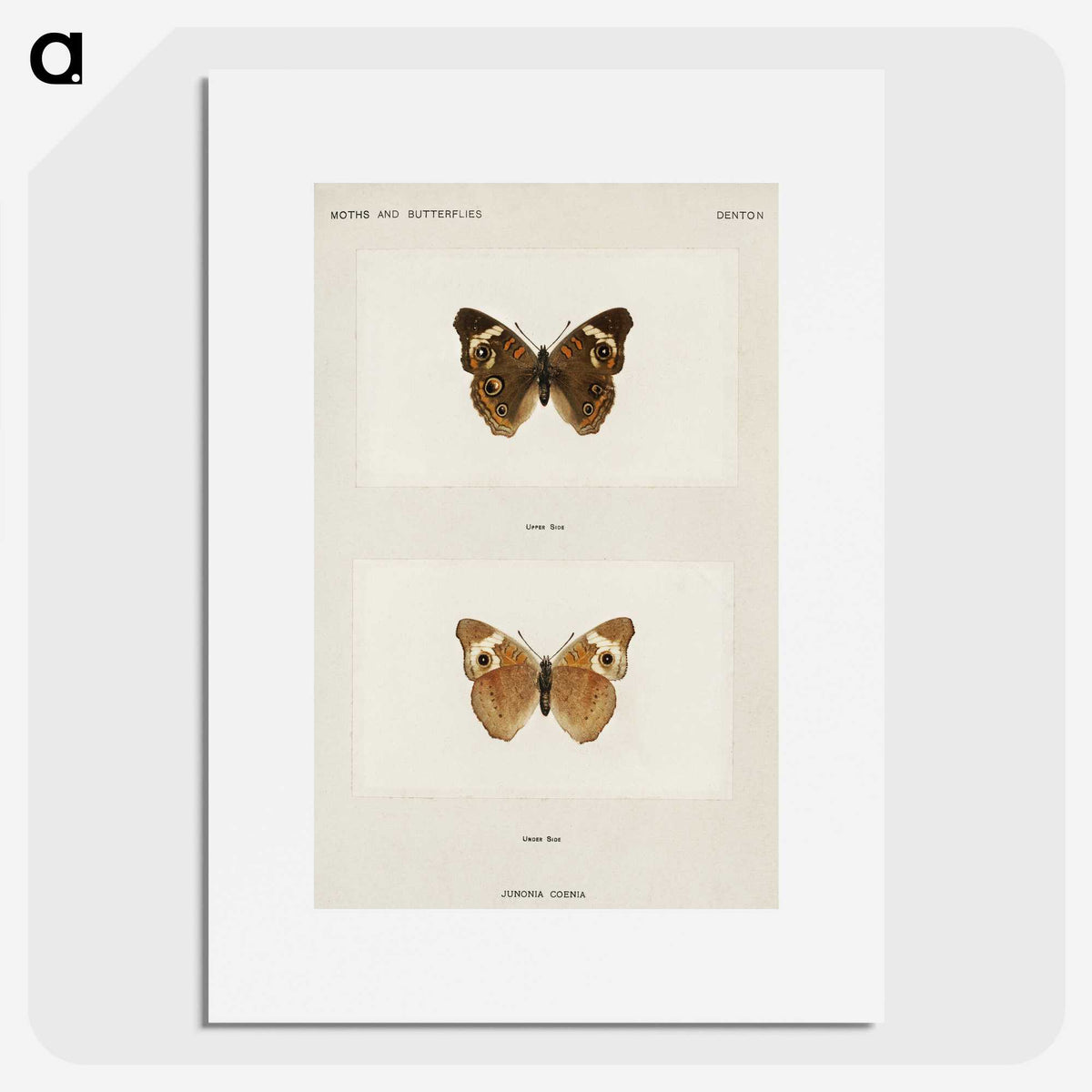 1-45_Moths-and-Butterflies-of-the-United-States_picture