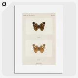 1-45_Moths-and-Butterflies-of-the-United-States_picture