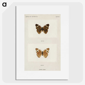 1-45_Moths-and-Butterflies-of-the-United-States_picture