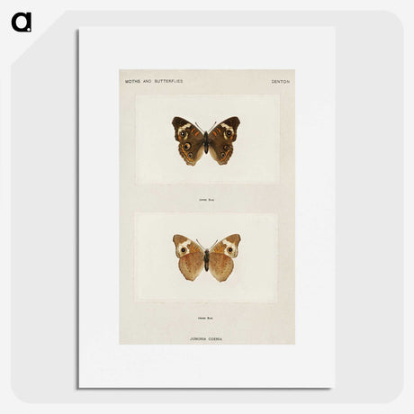 1-45_Moths-and-Butterflies-of-the-United-States_picture