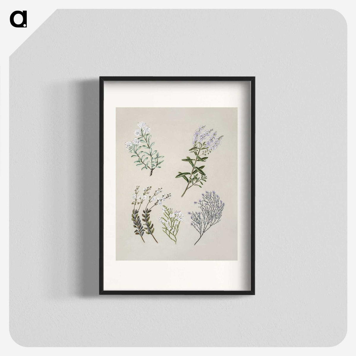 1-45_Native-Flowering-Plants-of-New-Zealand_blk