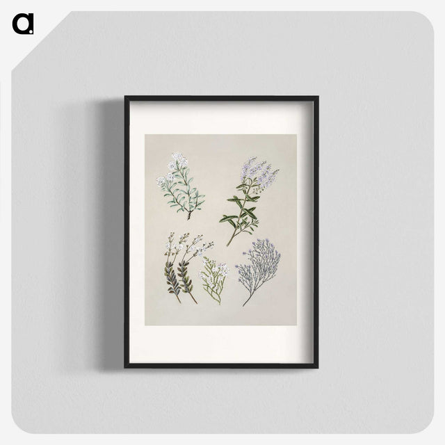 1-45_Native-Flowering-Plants-of-New-Zealand_blk