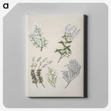 1-45_Native-Flowering-Plants-of-New-Zealand_canvas