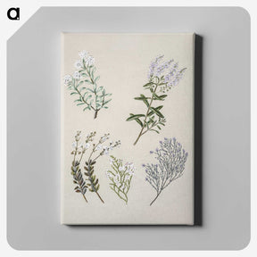 1-45_Native-Flowering-Plants-of-New-Zealand_canvas