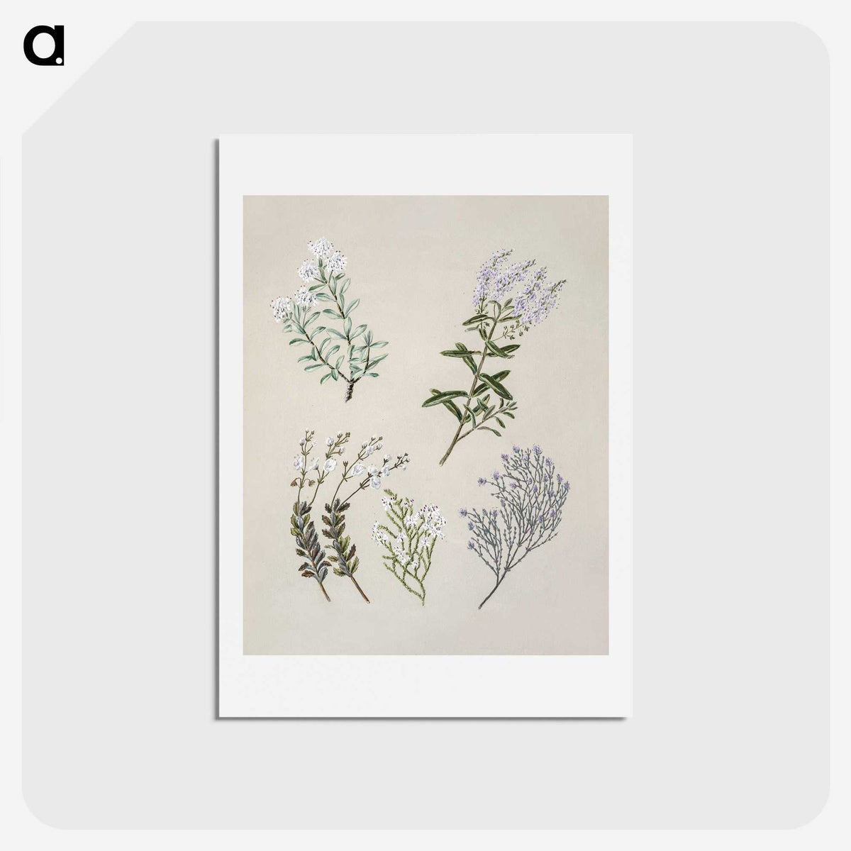1-45_Native-Flowering-Plants-of-New-Zealand_hagaki