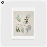 1-45_Native-Flowering-Plants-of-New-Zealand_hagaki