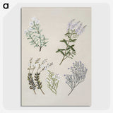 1-45_Native-Flowering-Plants-of-New-Zealand_picture-crop