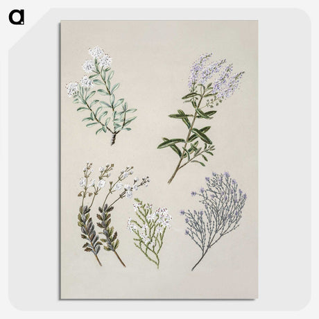 1-45_Native-Flowering-Plants-of-New-Zealand_picture-crop