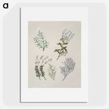 1-45_Native-Flowering-Plants-of-New-Zealand_picture