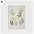 1-45_Native-Flowering-Plants-of-New-Zealand_postcard
