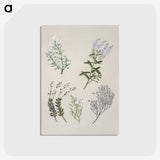 1-45_Native-Flowering-Plants-of-New-Zealand_postcard
