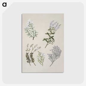 1-45_Native-Flowering-Plants-of-New-Zealand_postcard