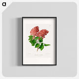 1-45_Nederlandsche-Flora-en-Pomona_blk