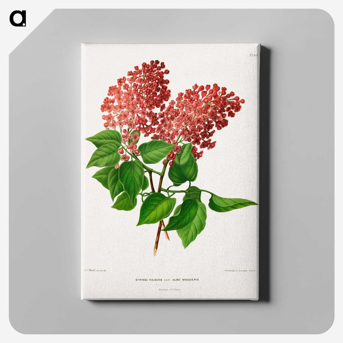 1-45_Nederlandsche-Flora-en-Pomona_canvas