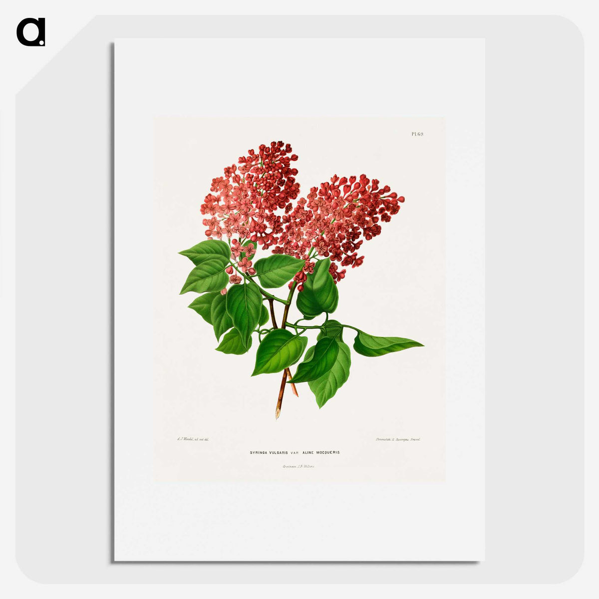 1-45_Nederlandsche-Flora-en-Pomona_picture