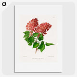 1-45_Nederlandsche-Flora-en-Pomona_picture