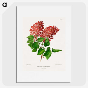1-45_Nederlandsche-Flora-en-Pomona_picture