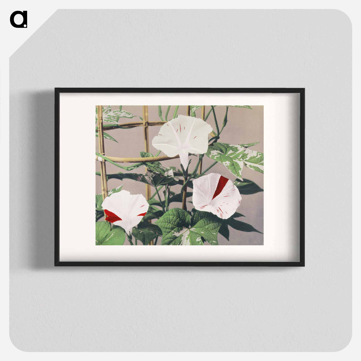 Striped Bindweed Flowers - 小川 一正 Poster.