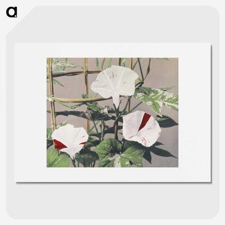 1-45_Ogawa-Kazumasa_picture