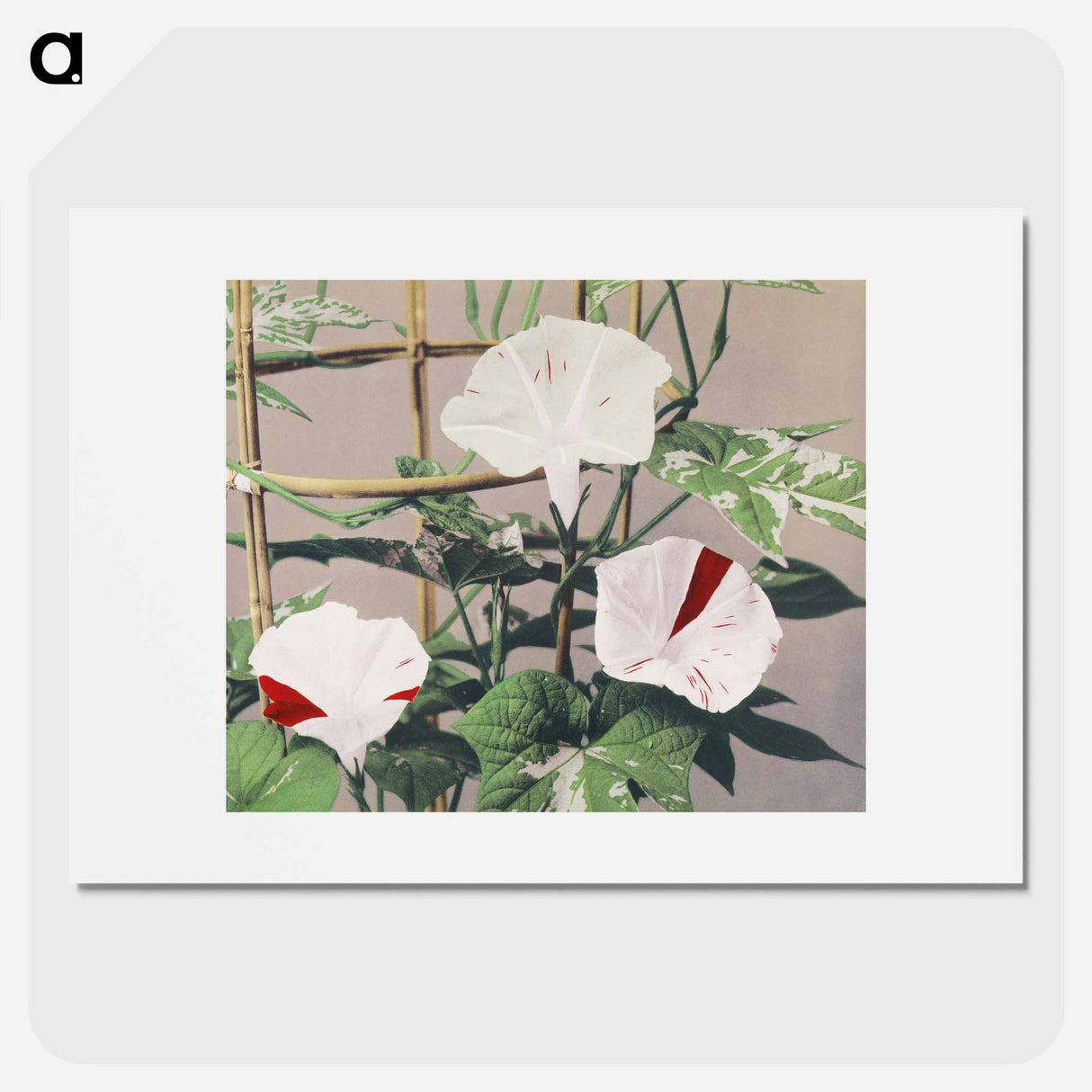 Striped Bindweed Flowers - 小川 一正 Poster.