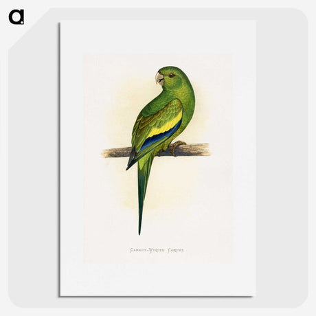 1-45_Parrots-in-Captivity_picture