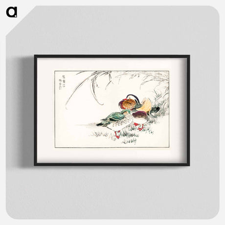 アートポスター-Mandarin Duck and Pearl Barley
 - 鳥類図鑑 Poster.