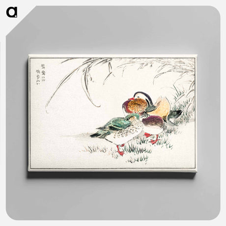 アートパネル-Mandarin Duck and Pearl Barley
 - 鳥類図鑑 Canvas.
