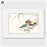 アートポスター-Mandarin Duck and Pearl Barley
 - 鳥類図鑑 Poster.
